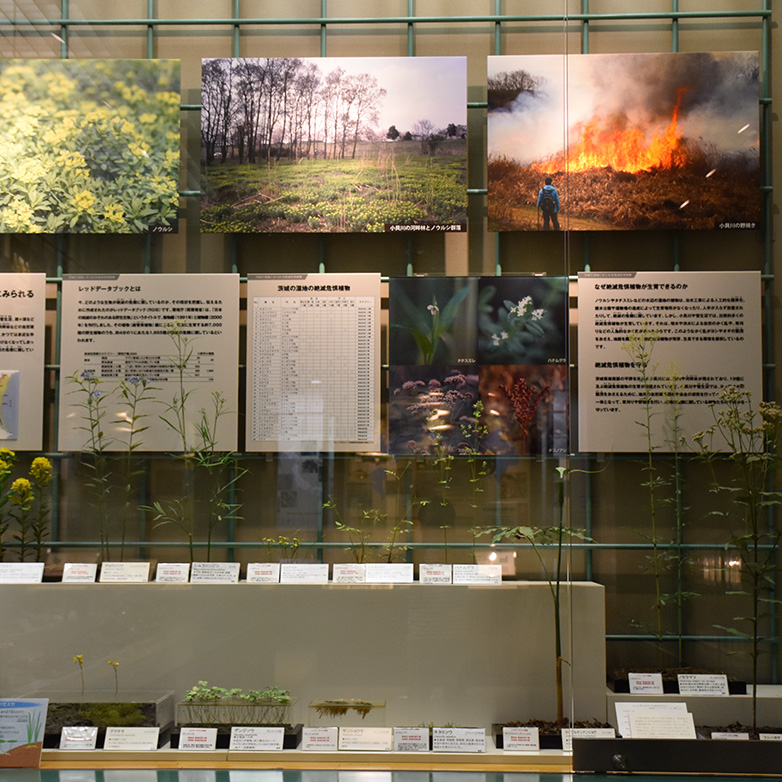 Endangered plants found in the wetlands of Ibaraki