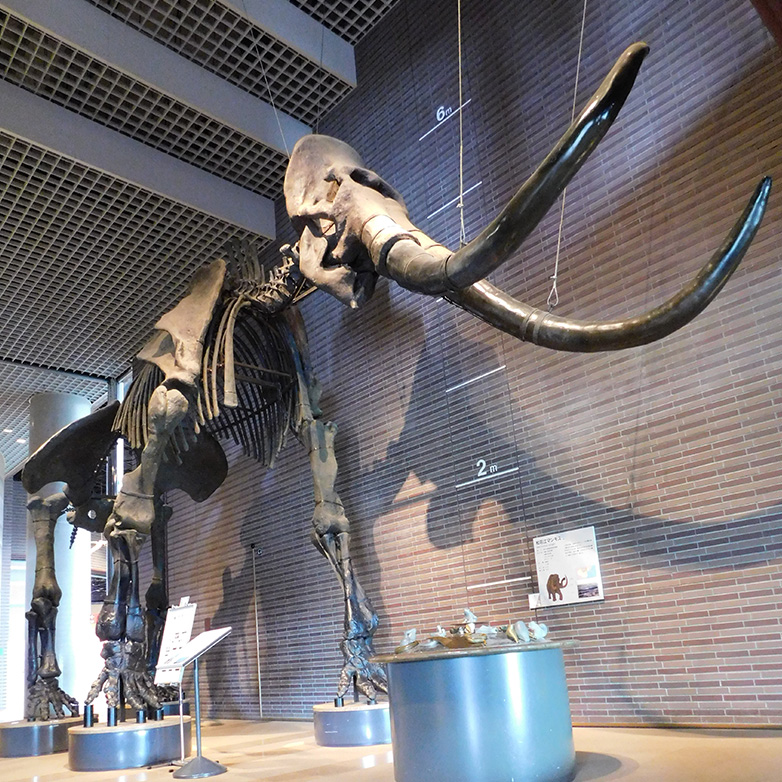 Songhua River Mammoth