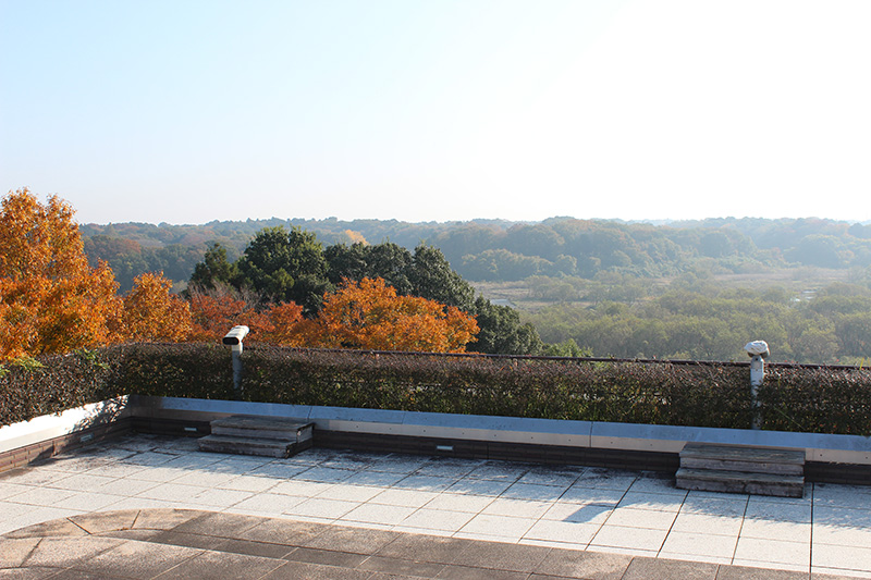 Roof Garden