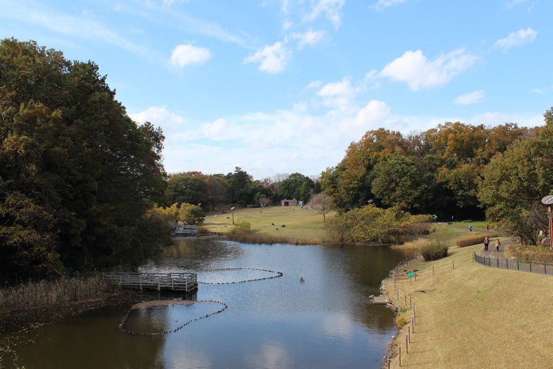 Dragonfly Pond