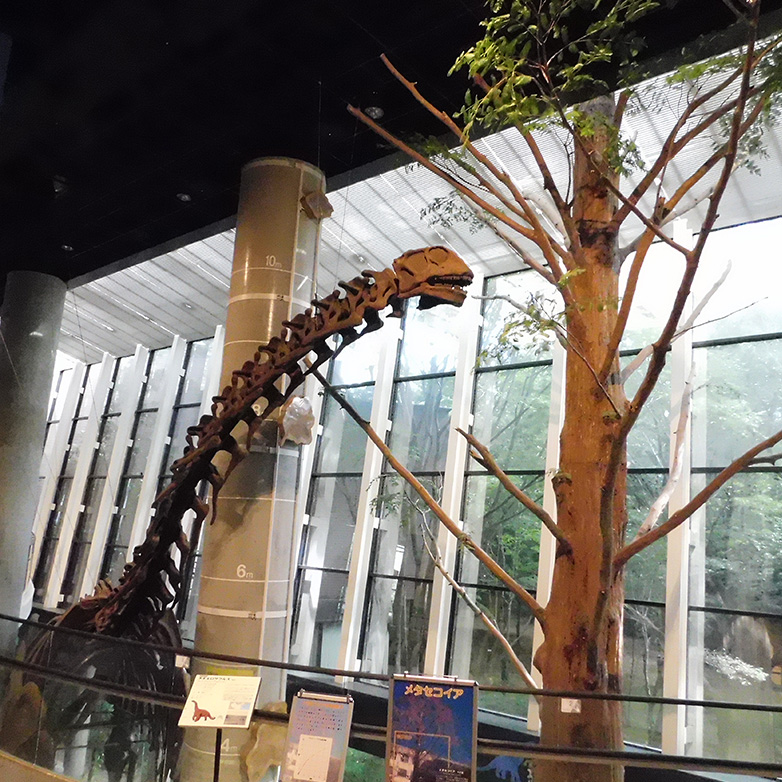 ヌオエロサウルス・メタセコイア