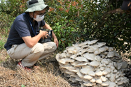 稲葉　義智