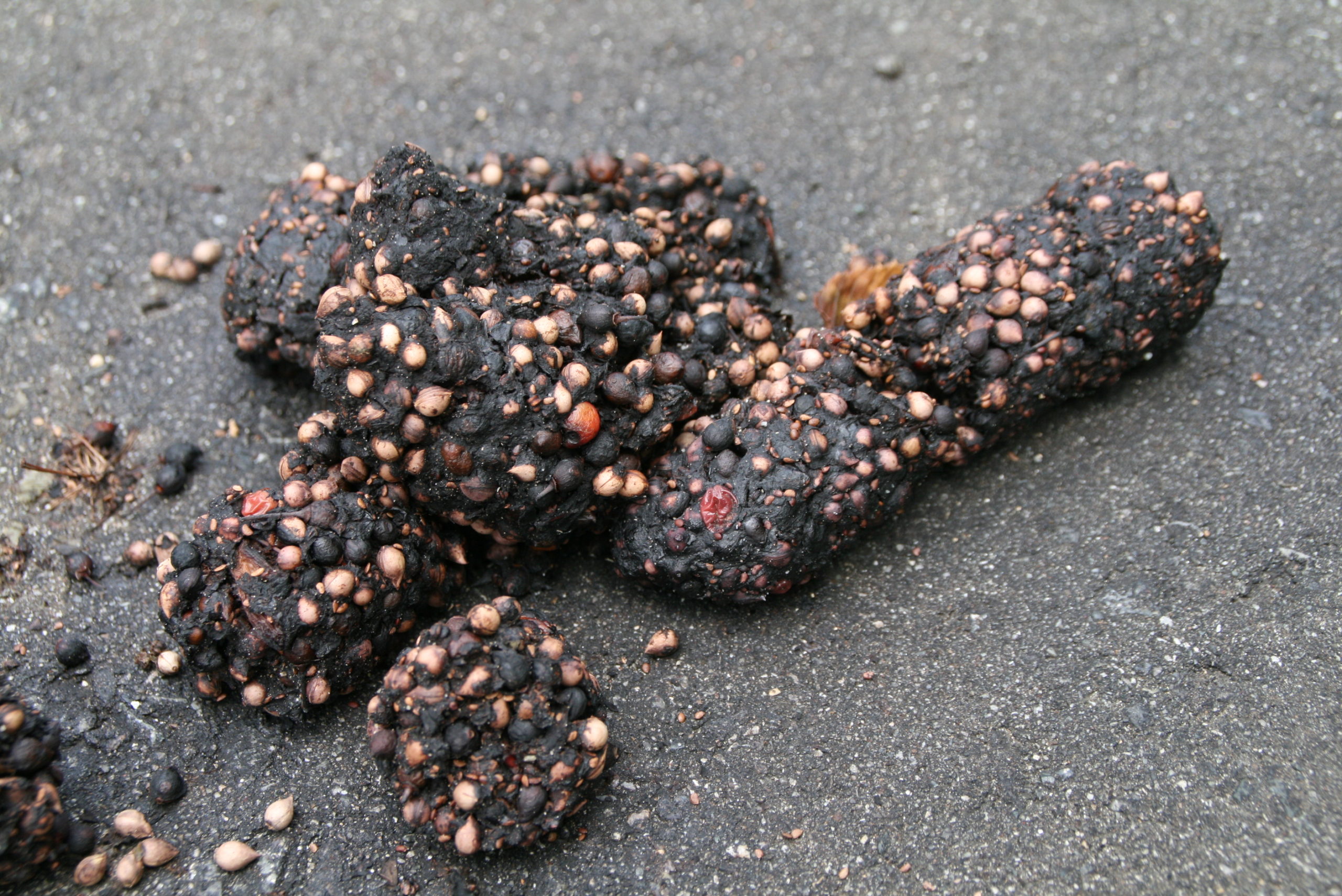 ウワミズザクラの種子などが含まれたツキノワグマの糞