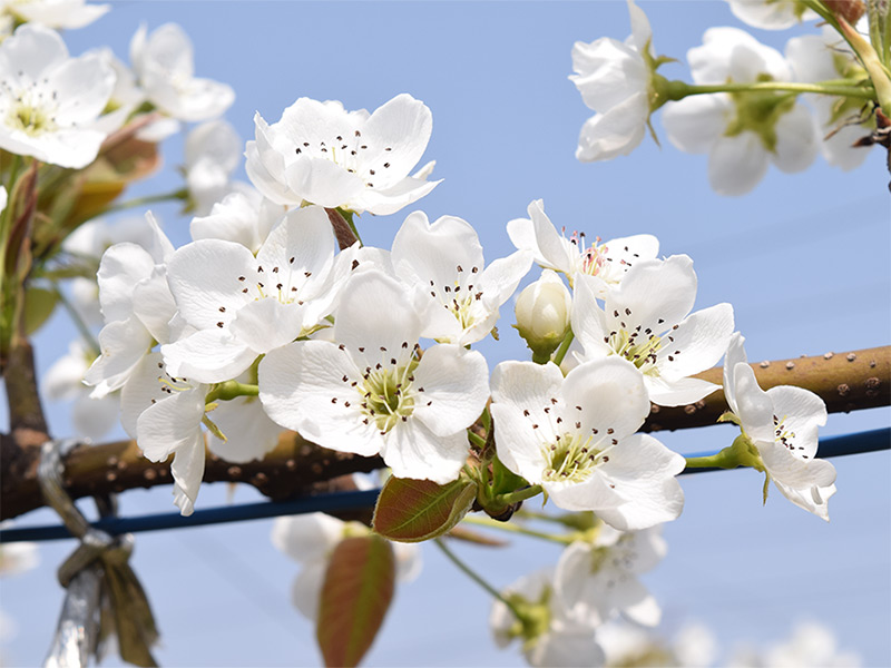 ナシ（新高）の花