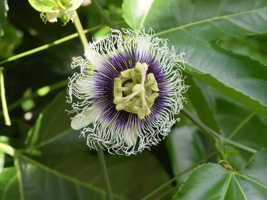 パッションフルーツの花