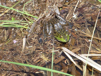 ウシガエル