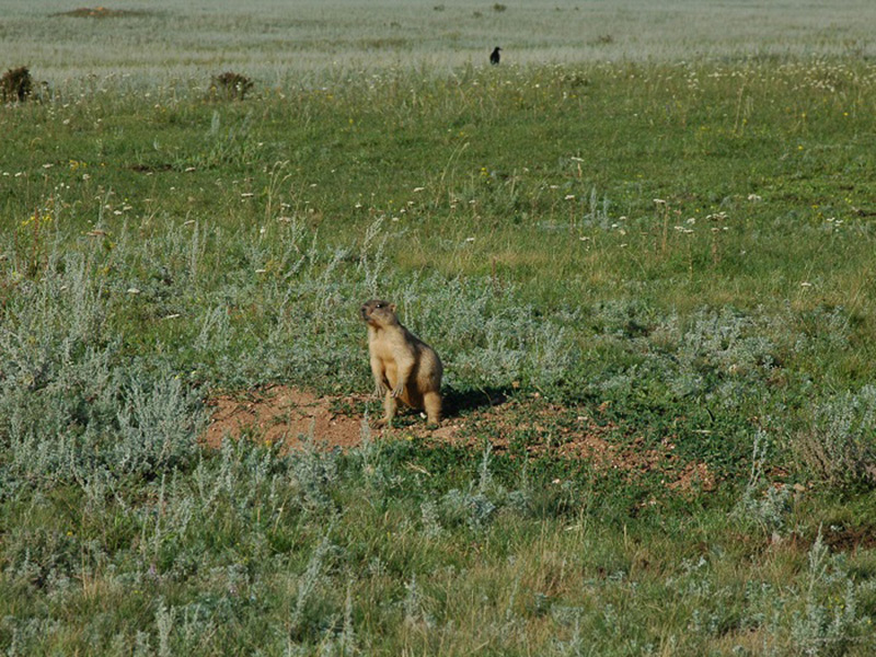 草原の野生動物 タルバガン