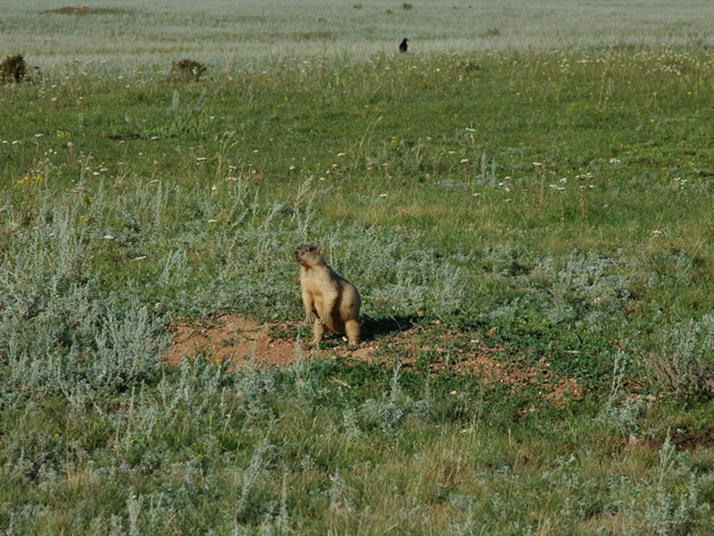 草原の野生動物　タルバガン