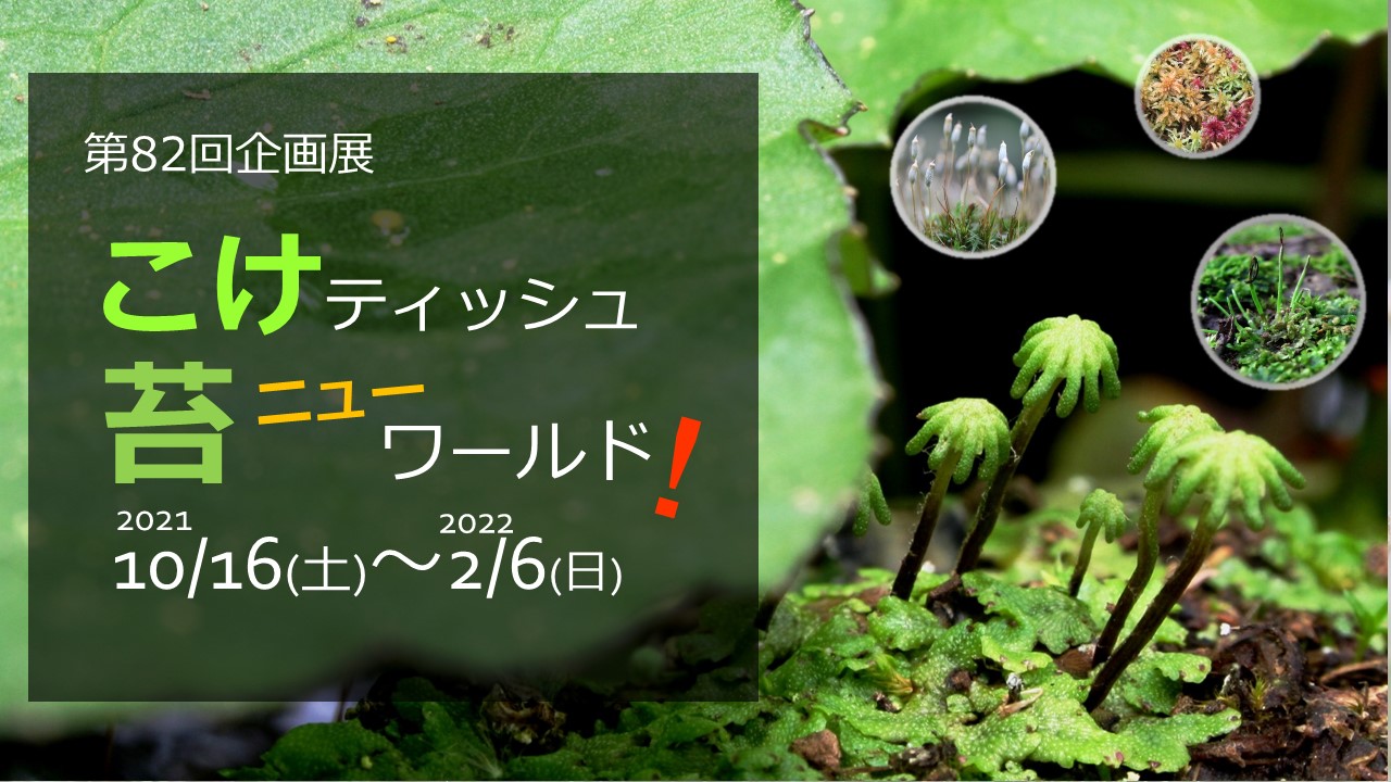 こけティッシュ 苔ニューワールド 地球を包むミクロの森 ミュージアムパーク 茨城県自然博物館