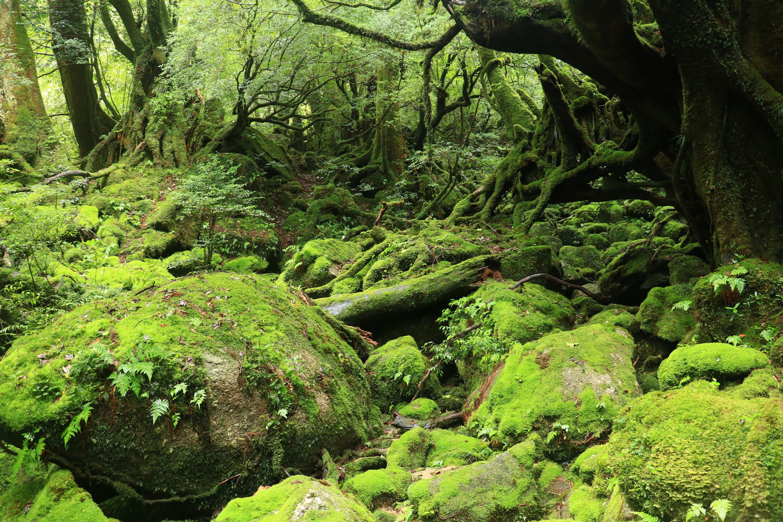 屋久島のコケの森