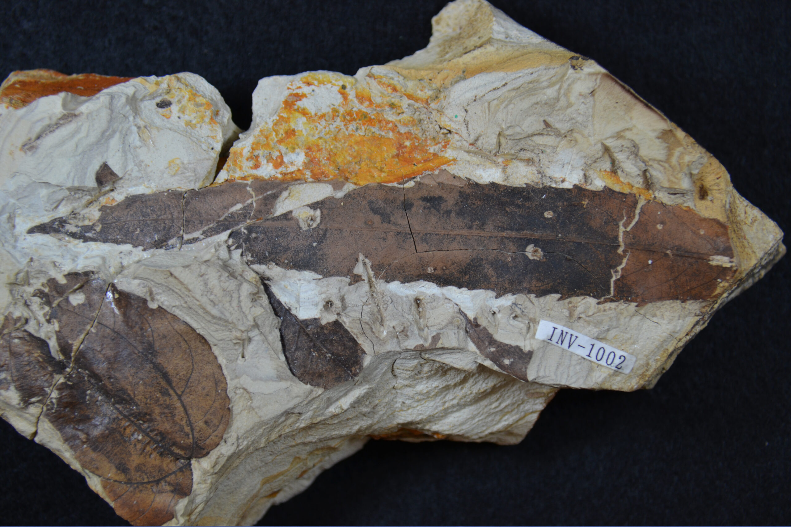 イバラキヤナギの化石