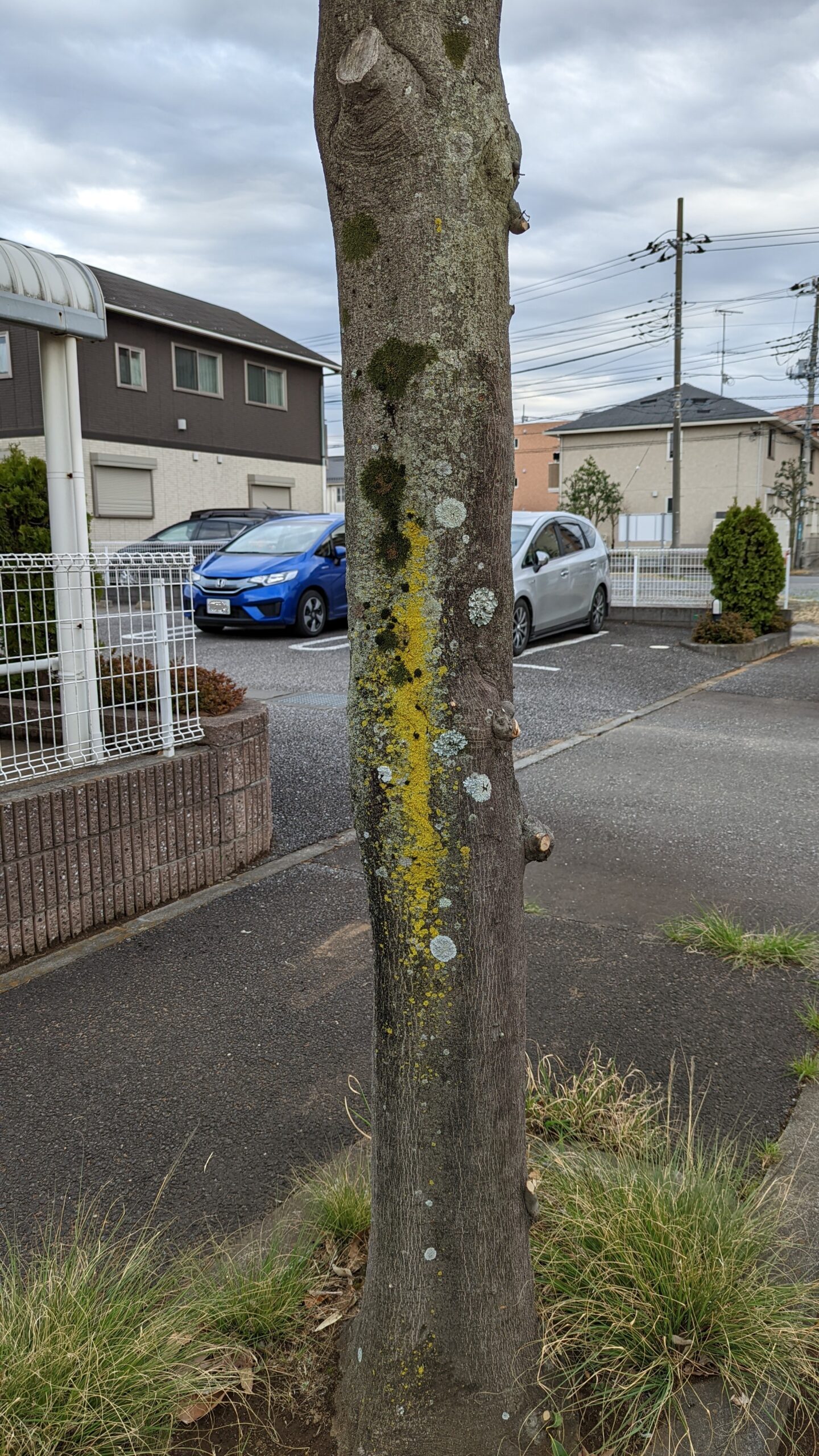 　街路樹に地衣類（これが地衣類！）