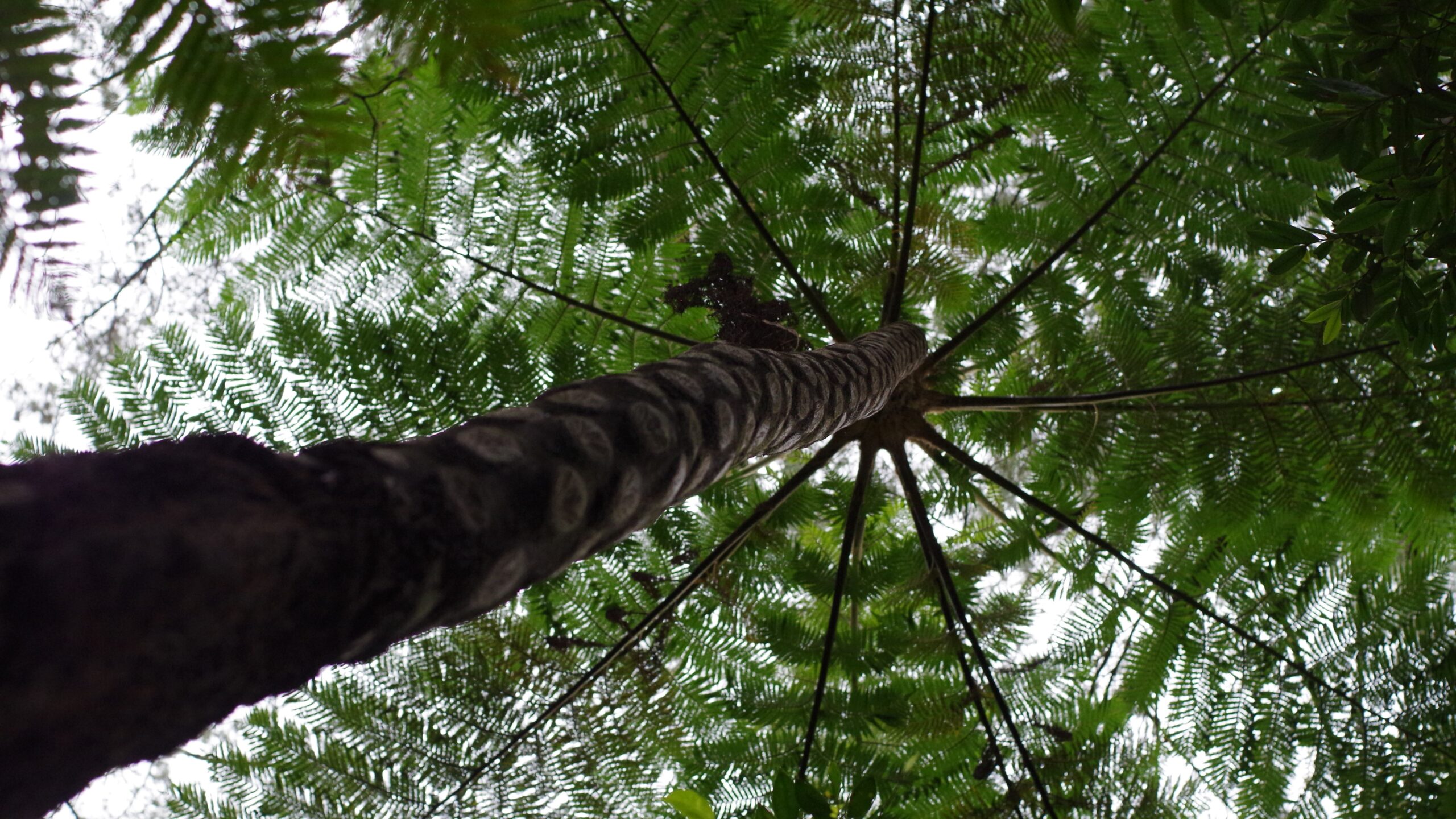 木生シダのヒカゲヘゴ