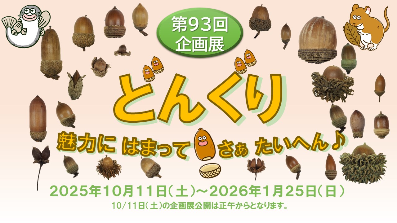 どんぐり－魅力に はまって さぁたいへん♪－