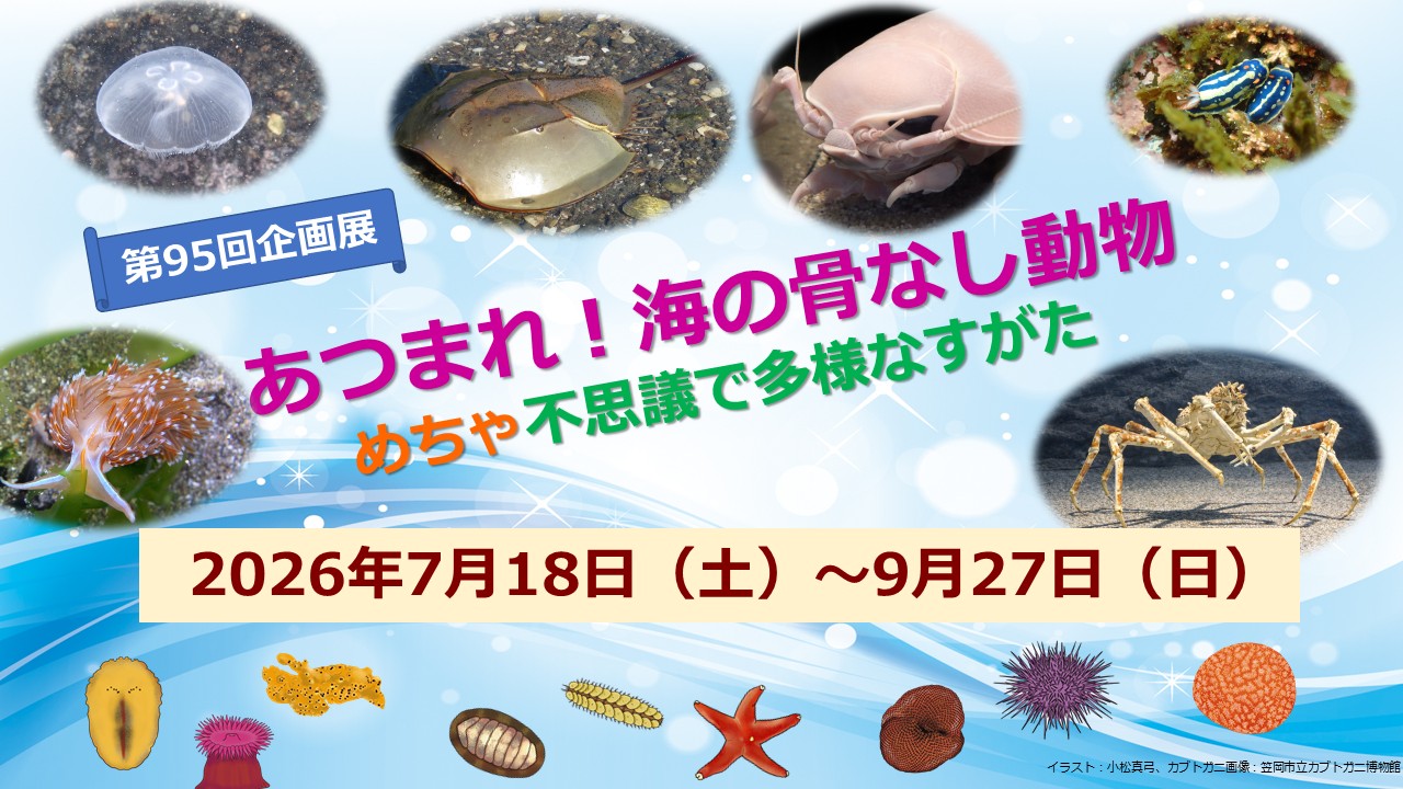 あつまれ！海の骨なし動物－めちゃ不思議で多様なすがた－