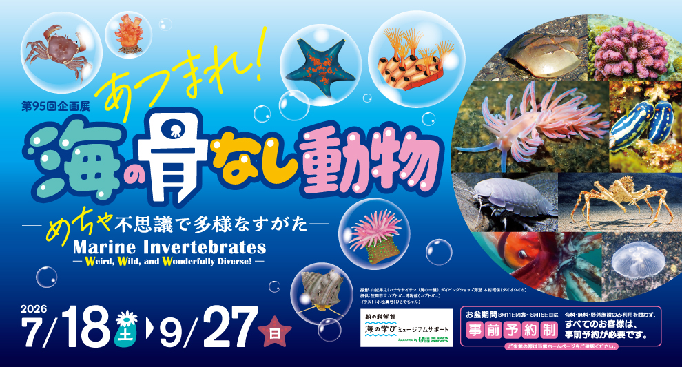 あつまれ!海の骨なし動物-めちゃ不思議で多様なすがた-